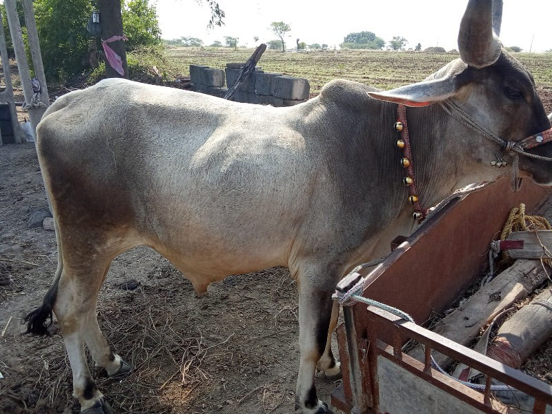 વાંસડા વેચવાના...