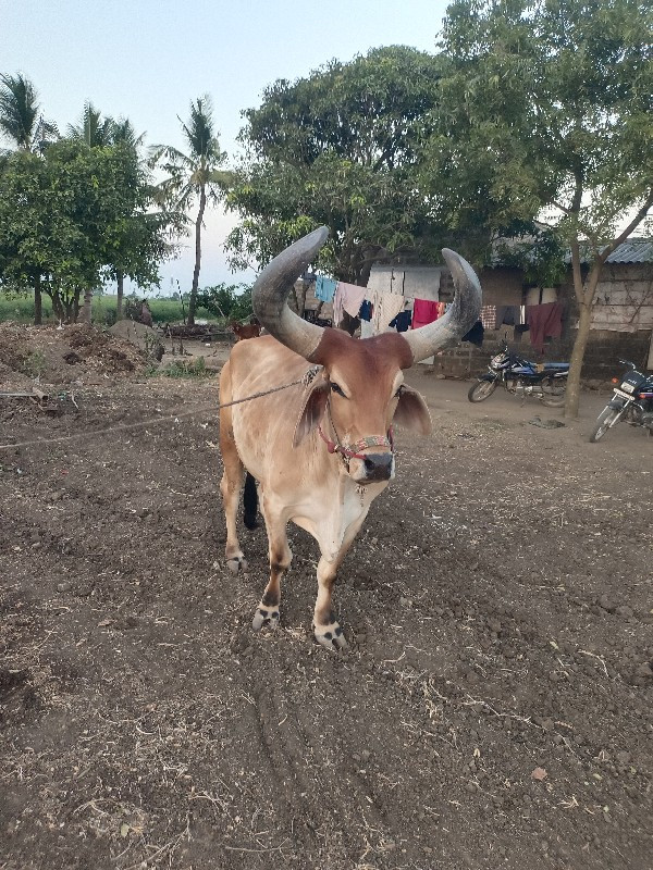 બડદ‌  વેચવાના છ...