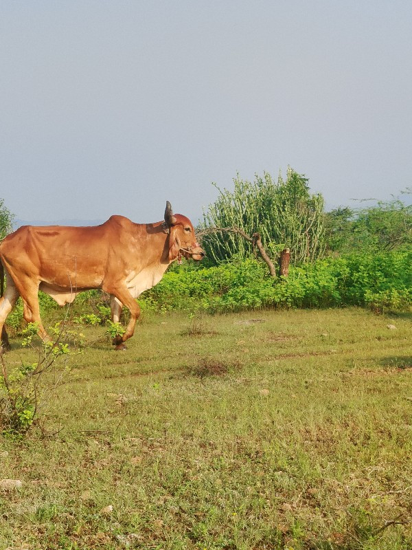 રાણા