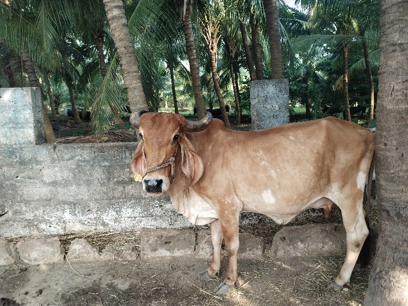 ગીર ગાય વેચવાની...