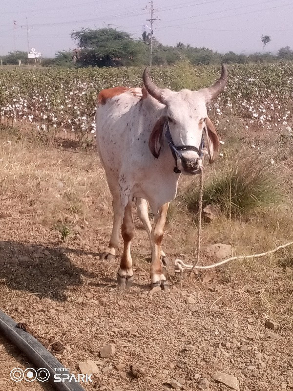 વેચવાનુછે