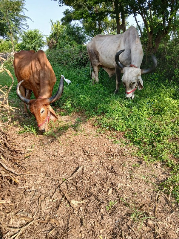 બળદ વેચવાના છે