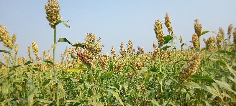 મીઠી જુવાર વેચવ...