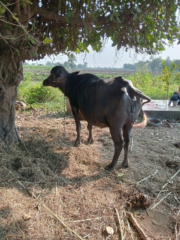 આ ભેંસ વેચવાની...