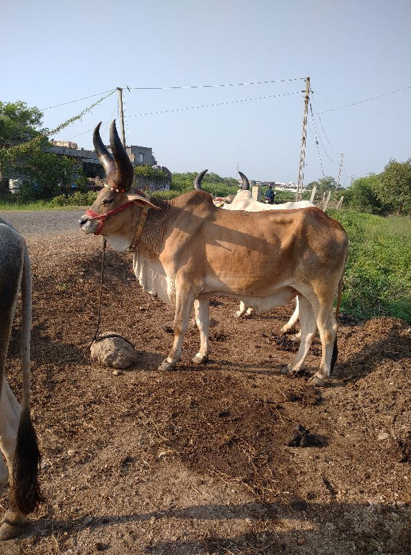 બળદ વેચવાનો છે