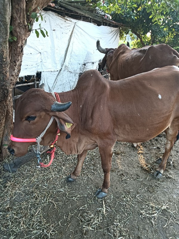 ગાય