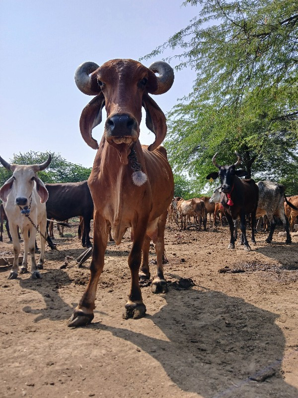 ગાય વેચવાની છે