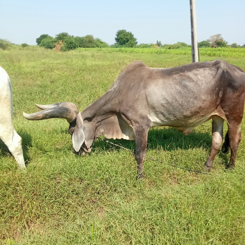 વેચવાના છે