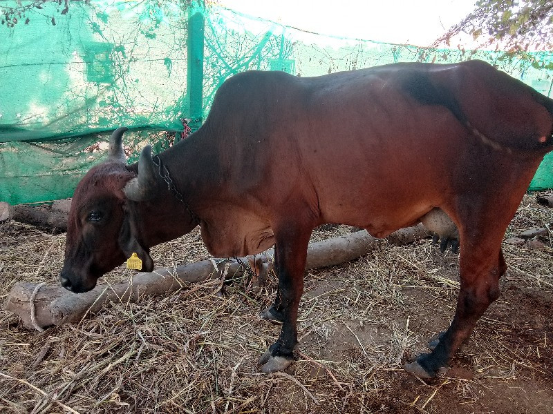 ગાય વેચવાની છે