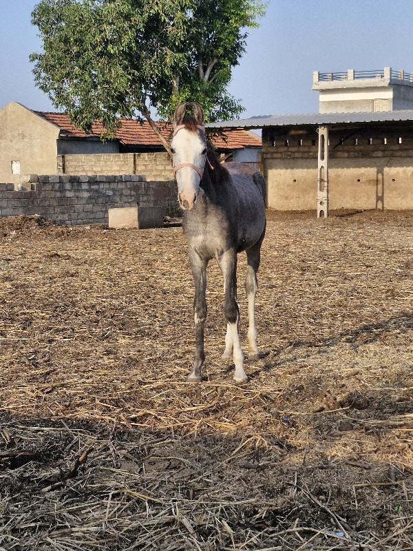 વછેરી