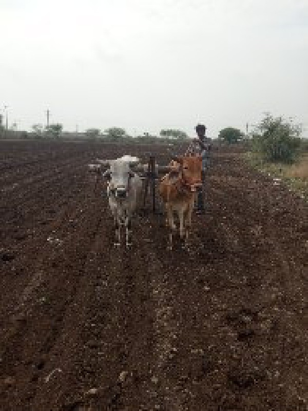 બળદ  સોજા