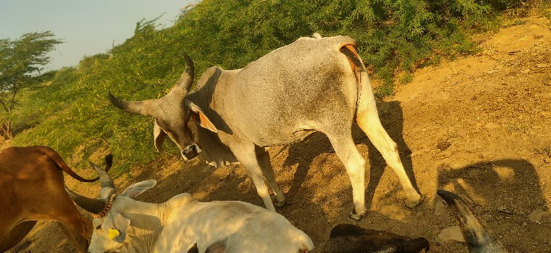 ગાય વેચવાની છે