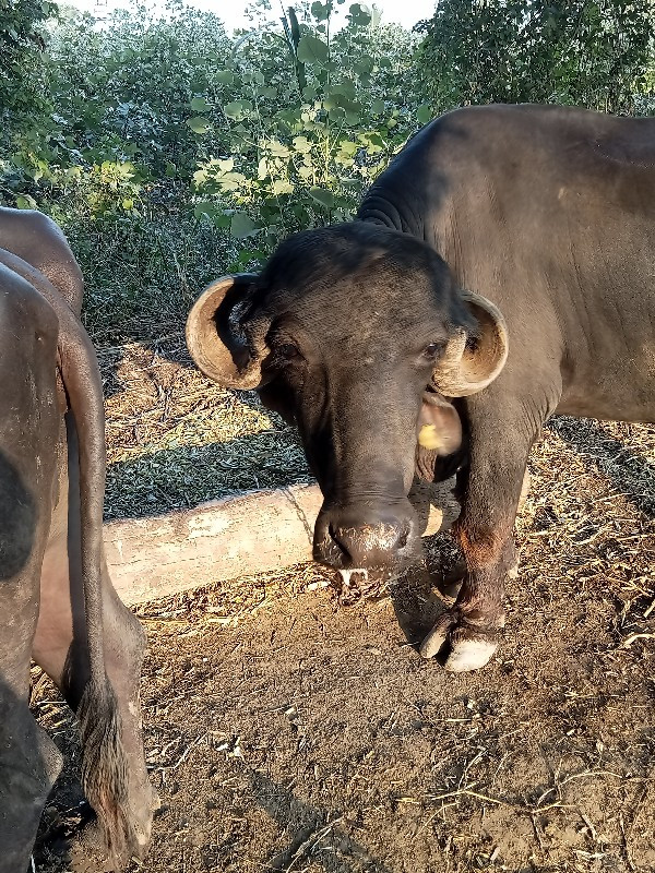 જાફરાબાદી ખડાય