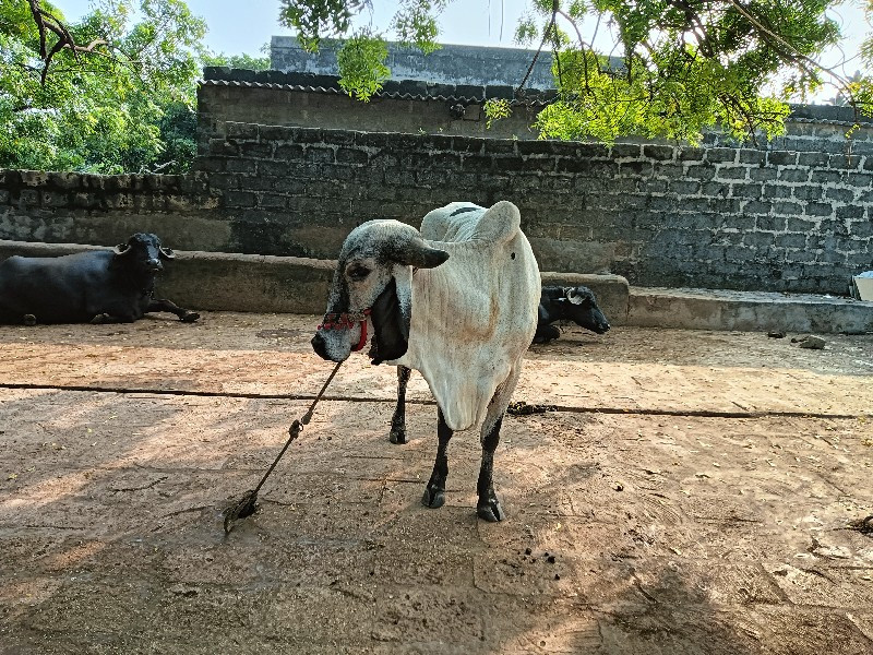 ગાય વેચવાની છે