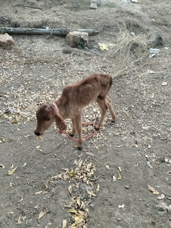 ગાય