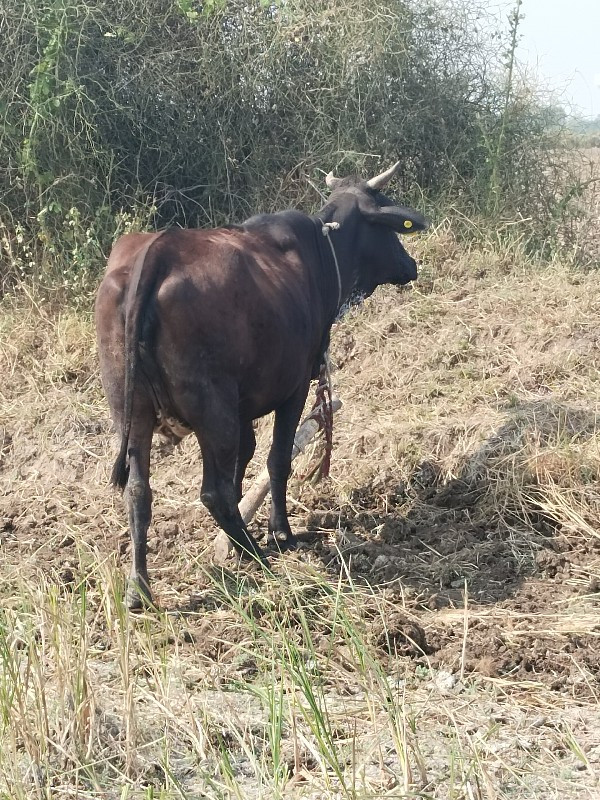 8.25 ગાભન