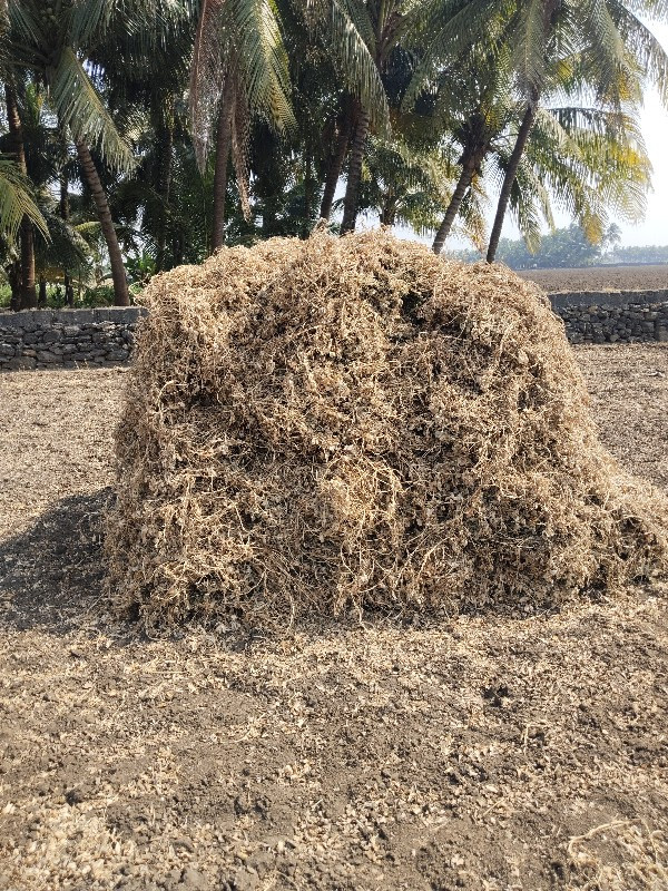 માંડવી નો ભૂકો...