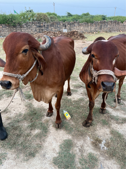 ગાય