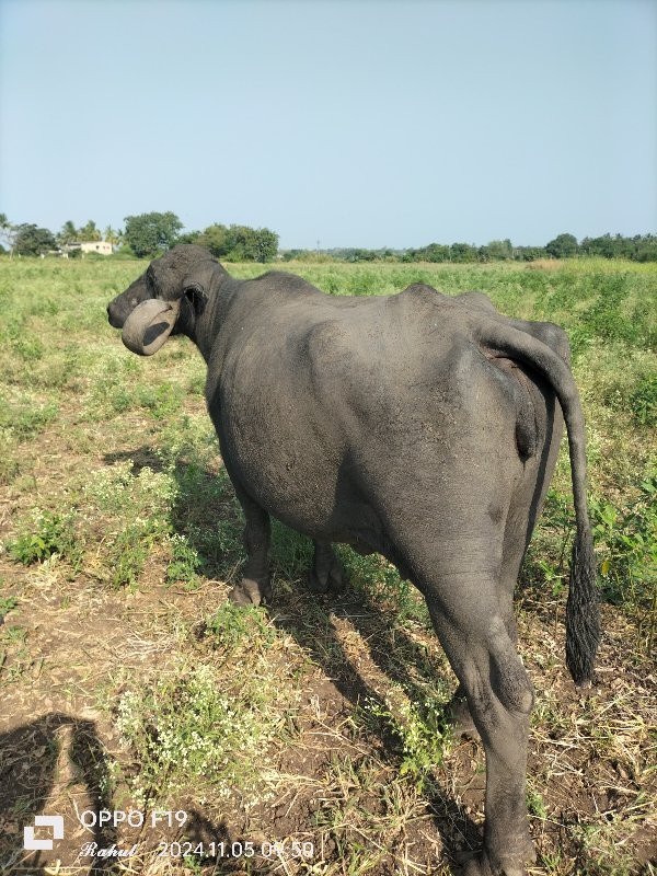 આ ભેંસ વેચવાની...