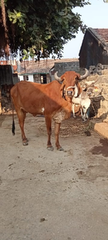 ગાય વેચવાની છે