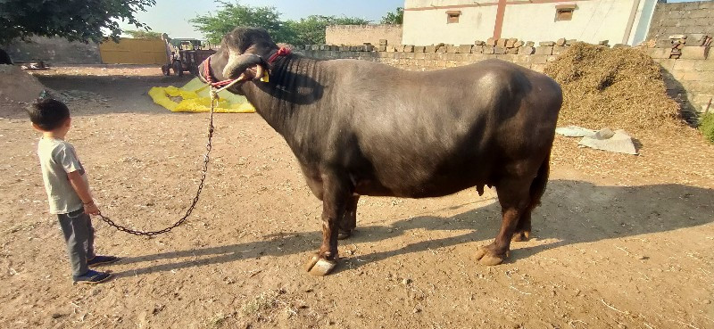 ભેંસ વેન્ચવાની...