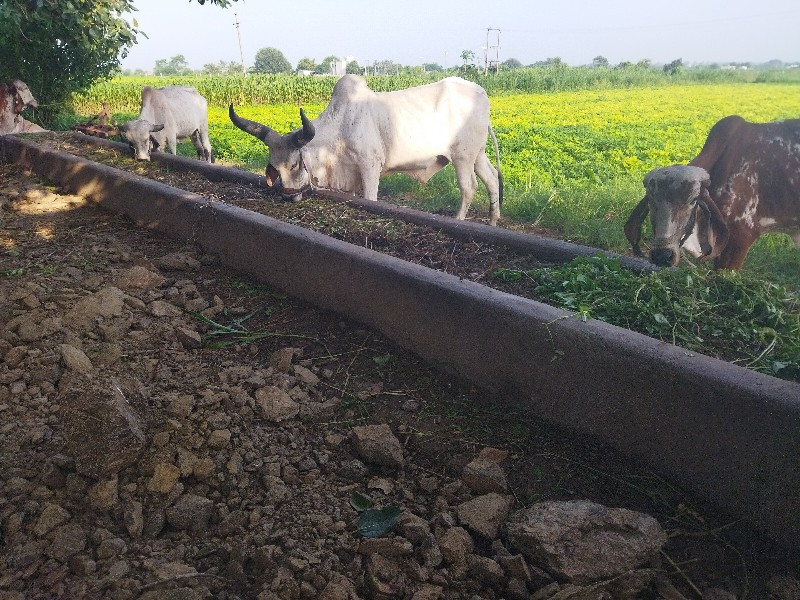 ઞોધલો વેચવાનો છ...