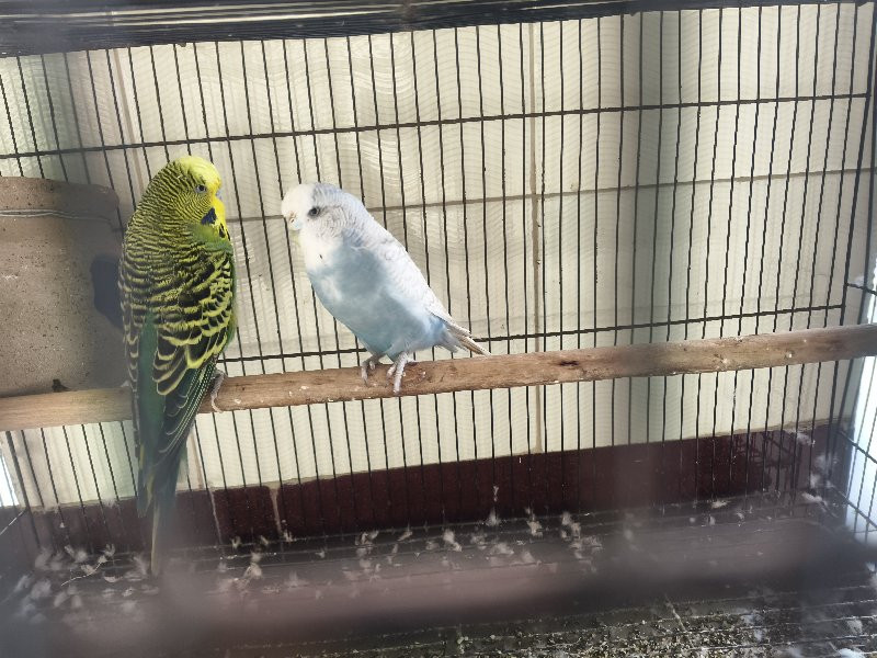 jumbo budgies