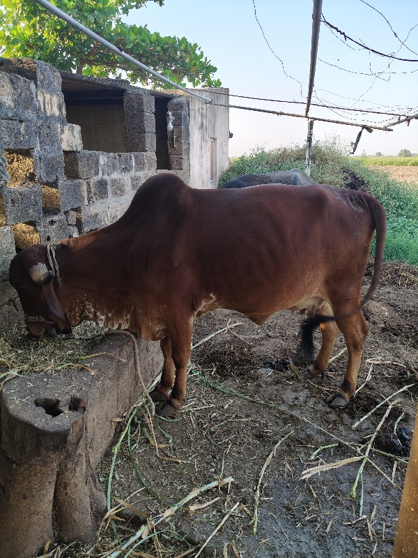 ગીર ગાય વેશવાની...