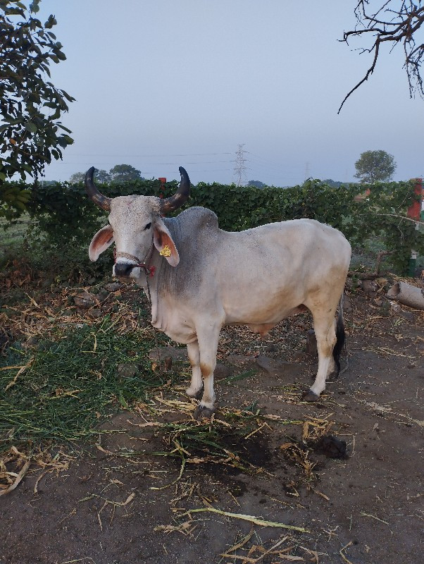 ગોઢલો હાલતો બધે...