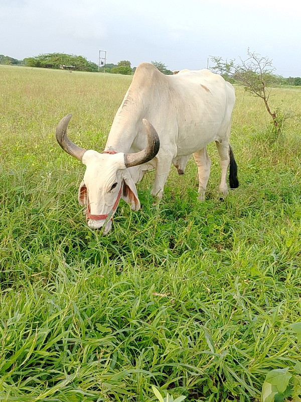 બળદ વેચવા નો છે...