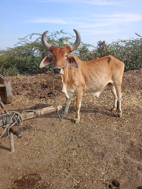 ગોઢલો લેવાનો છે