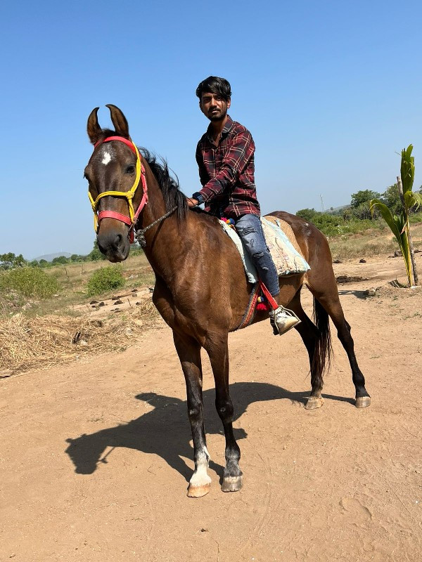 ઘોડી ના સાટાકરવ...