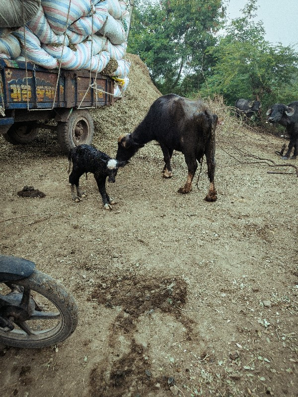 તાજી વીયાલ