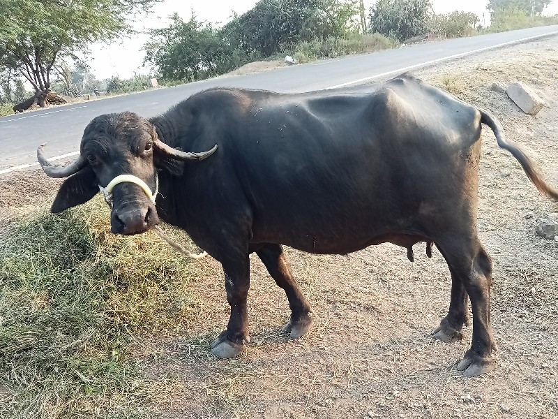 ભેંસ વેચવાની છે...