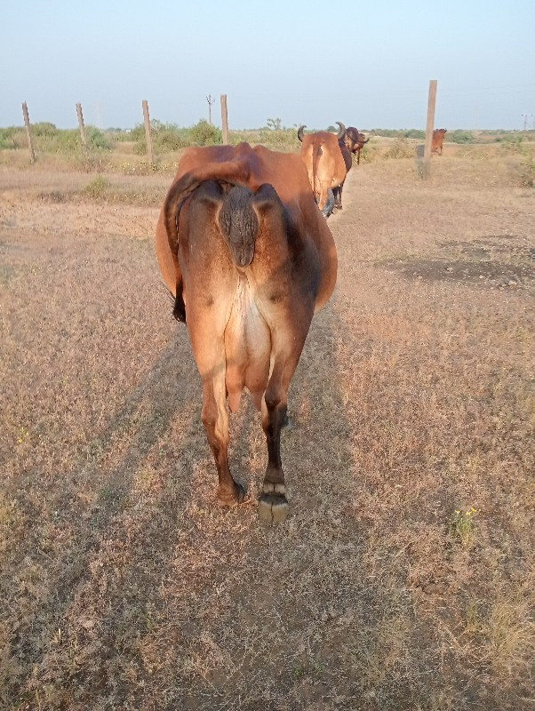 ગાય