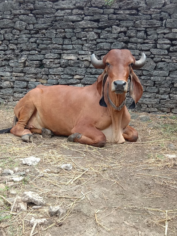 હોડકી વેચવાની છ...