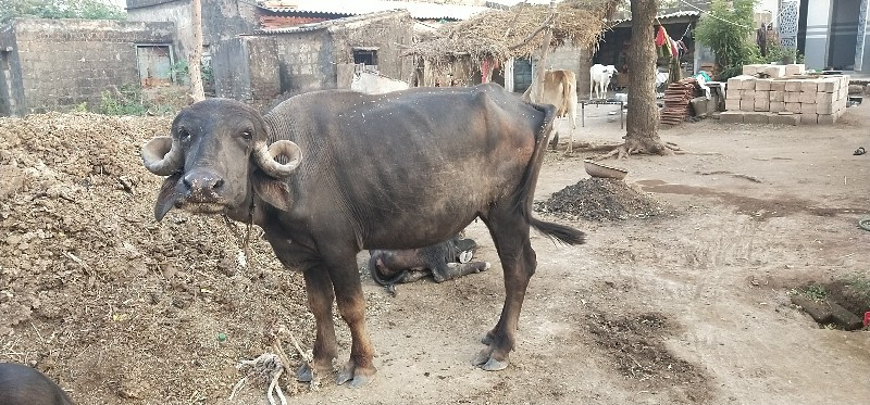 ખડેલુ વેચવાનુ છ...