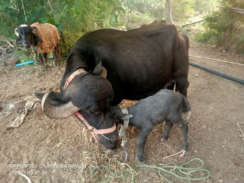 ભેંસ વેચવાની છે