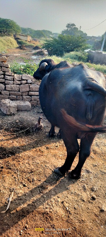 ભેંસ વેચવાની છે