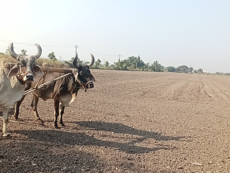 બરધ વેચવાના છે