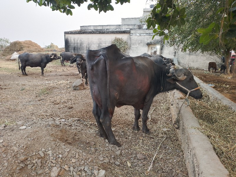 ભેસુ વેસવાની છે