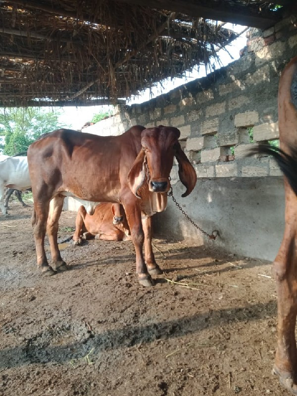 ગીર હોડકિ હાડે...