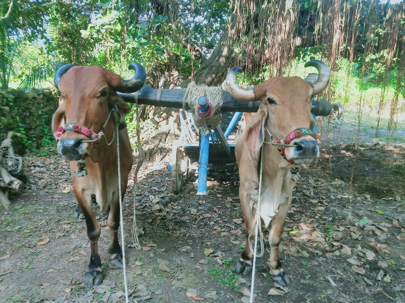 બળદ વેચવા ના છે