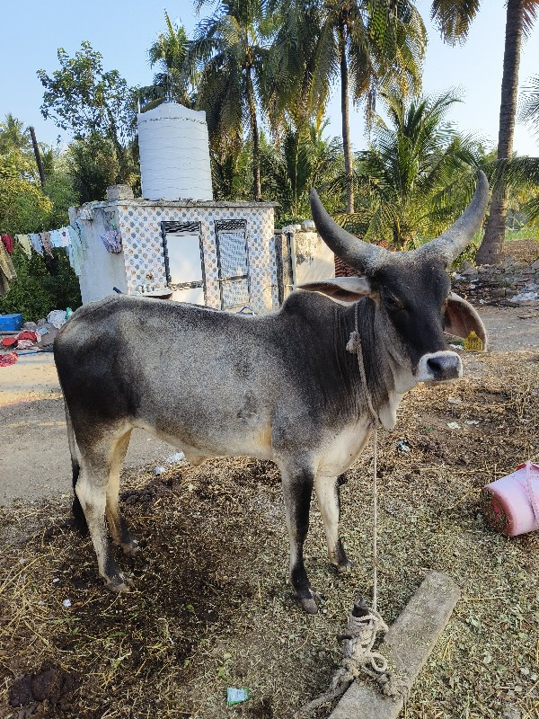 ગાય