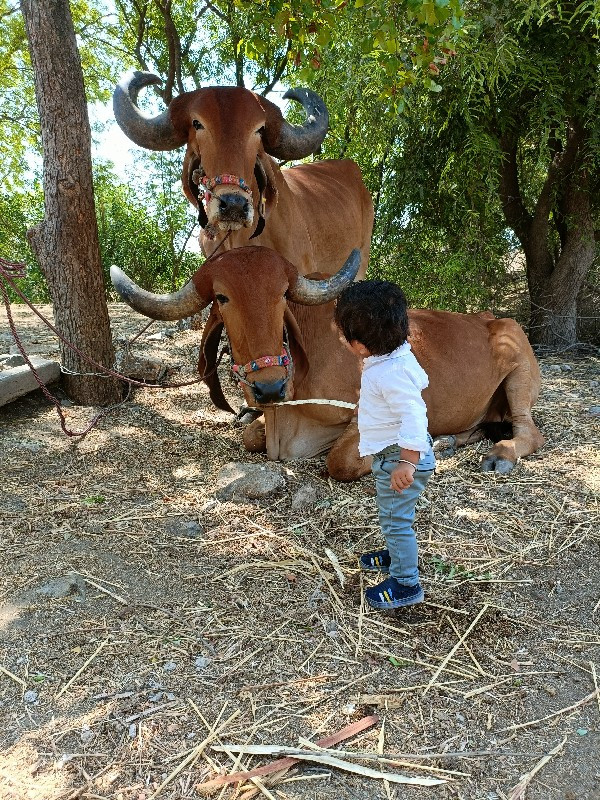 દેસી બળદ ૩ વાવન...