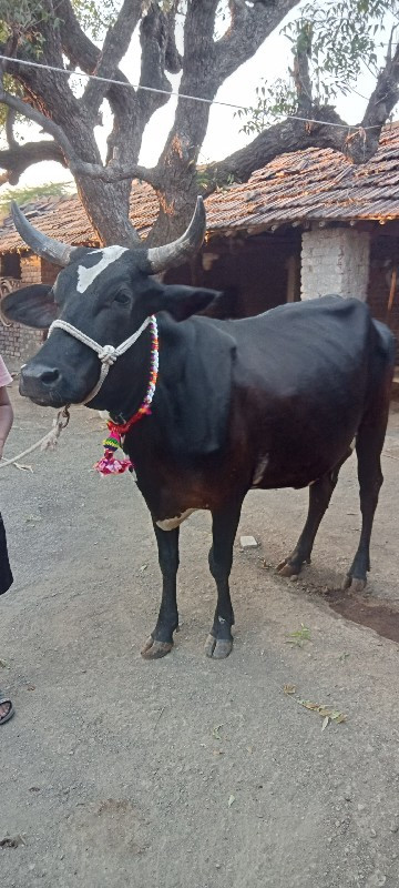 ક્રોસ ગાય વેચવા...