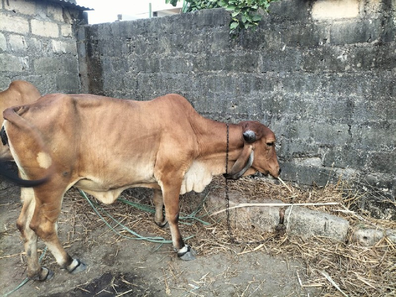 સાવ સોજી છે