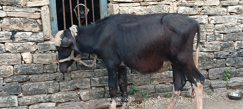 બે પાડા વેચવાના...