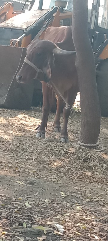 લાલ ગાય વેચવાની...