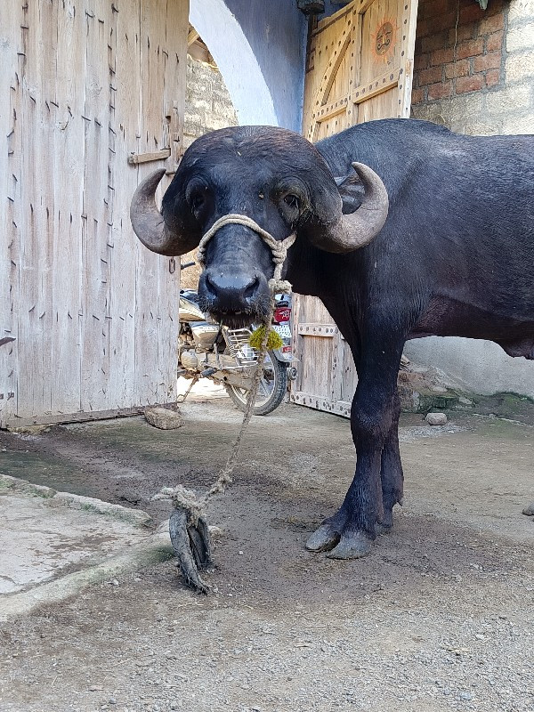 પાડો વેસવા નો છ...